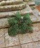 RT-Diorama 35614 Jungle Plant No.4 1/35